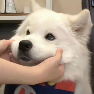 Al—中国女明星
