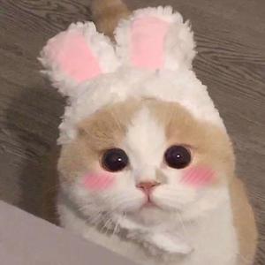 Al—中国女明星
